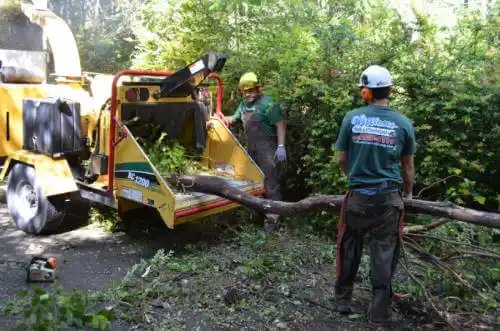 tree services Bonsall